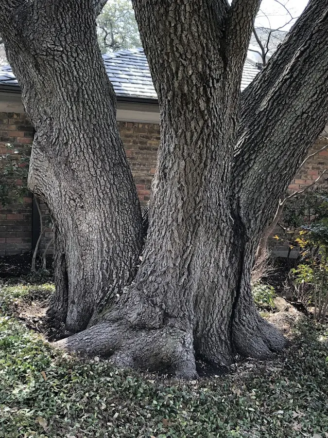 Mature heritage tree close to a Harriman property cared for by certified arborists